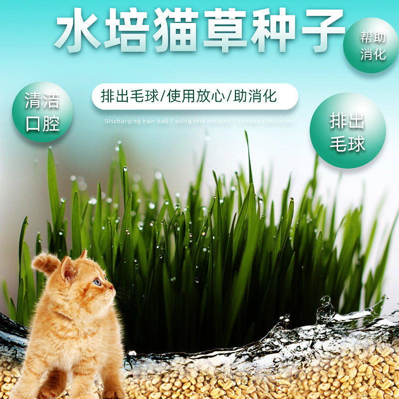 Why Organic Cat Grass Seeds Make Indoor Cats Healthier