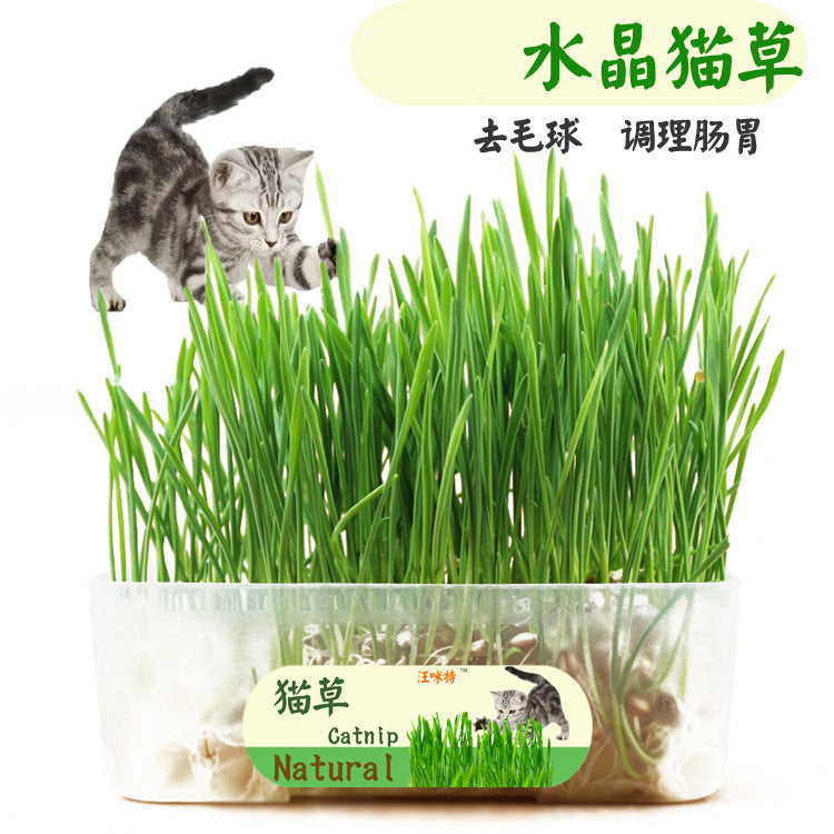 Why a Crystal Cat Grass Set Handles Hairballs Naturally