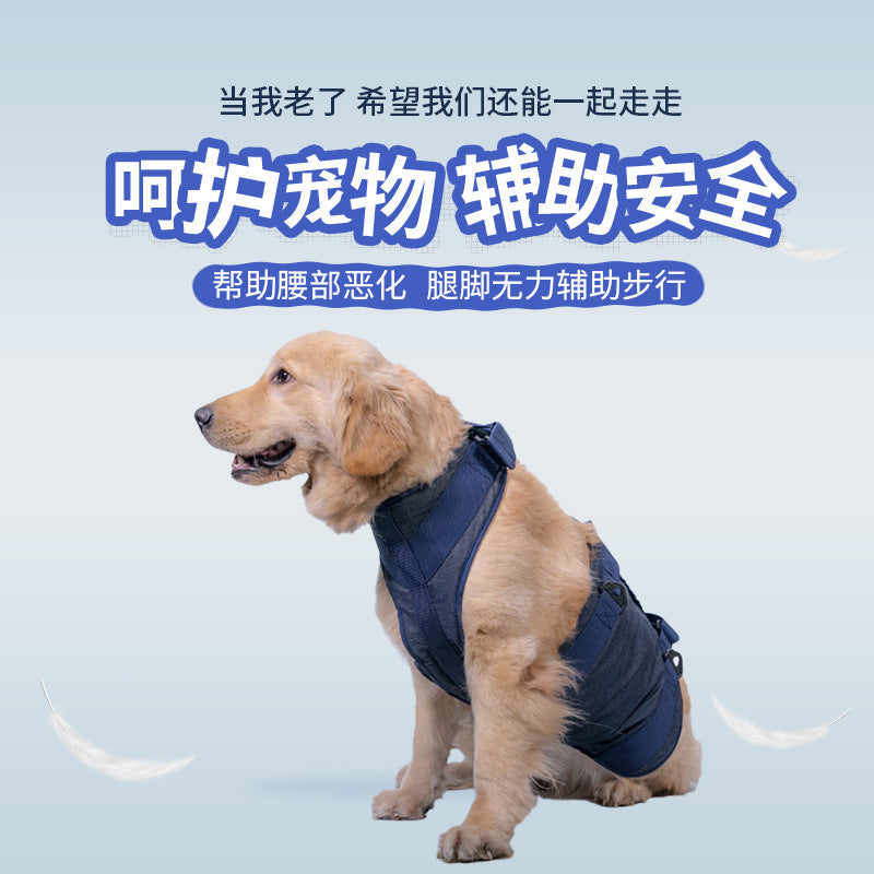 Senior golden retriever wearing a blue rear-leg support harness
